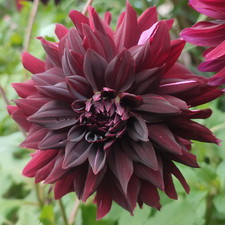 Dekorative Dahlie Arabien   D10-15 H120 1 Wurzelstock.