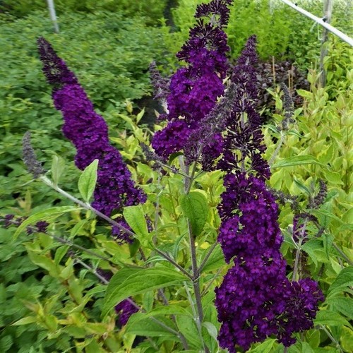 Sommerflieder black knight - sommerflieder,