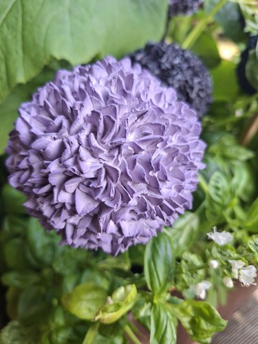 Allium zierlauch kugellauch - allium,