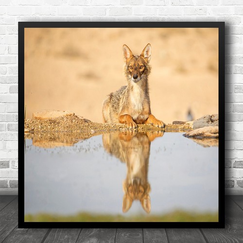 Golden jackals reflexion - golden,