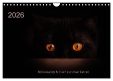 Schokoladige Britisch Kurzhaar Katzen (Wandkalender 2026 DIN A4 quer), CALVENDO 