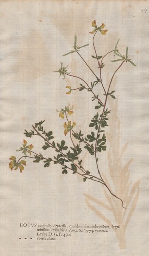 Lotus hornklee klee clover - klee,