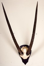 Schönes Spießbockgehörn auf