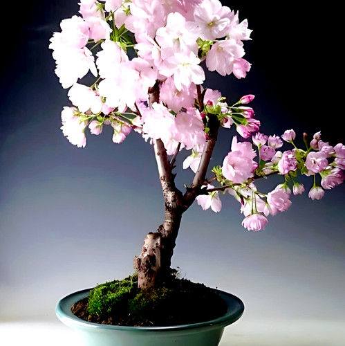 55x bonsai samen - bonsai,
