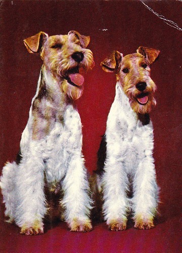 Fox terrier postkarte - fox,