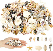 200 stück muscheln deko - stück, deko-set