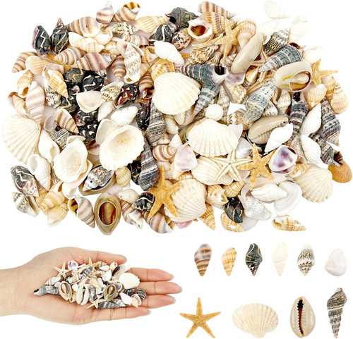 200 stück muscheln deko - 200,
