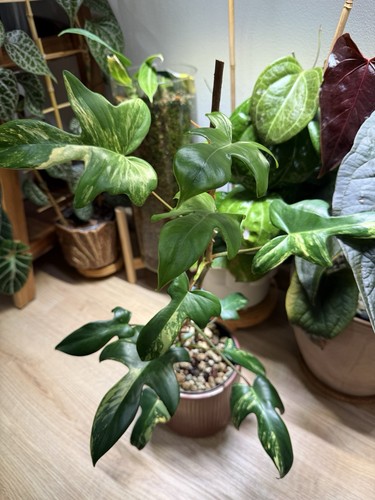 Philodendron florida beauty - philodendron,