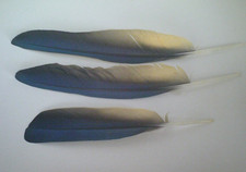 3 große Papageien - Federn