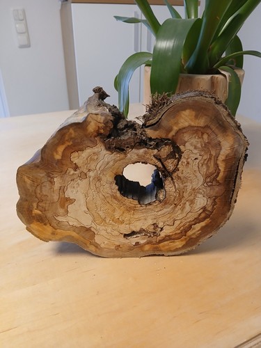 Kernfaule gestockte hohle - kernfaule,