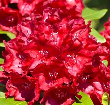 Rhododendron Hybride  " Cherry