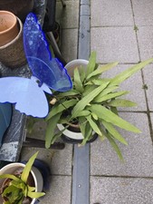 Epiphyllum pumilum xxxl - epiphyllum,