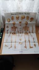 Atlas Verlag Poster Menschliches Skelett Knochen Namen