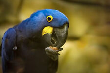 Wandbild: Portrait blauer