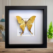 Insectrum framed actias - insectrum,