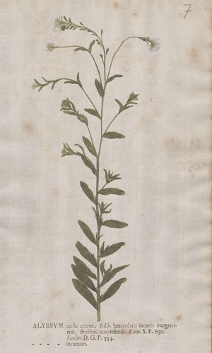 Berteroa incana alyssum - berteroa,