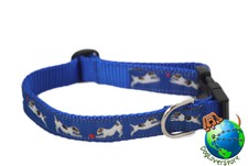 Jack Russell Terrier
