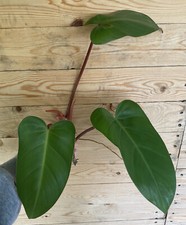 Red Emerald Philodendron 3