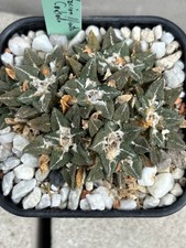 Ariocarpus kotschoubeyanus Est. Marte Coahuila rar Mutterpflanze  Copiapoa