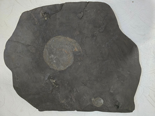 Fossil ammoniten dactylioceras - fossil,