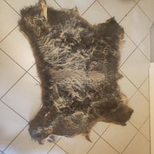 Wildschwein Decke ohne Haupt