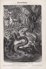 Anaconda, Schlange, Riesenschlange - Stich, Holzstich um 1898
