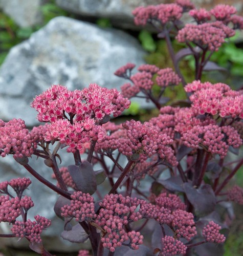Fetthenne thunderhead sedum - fetthenne,
