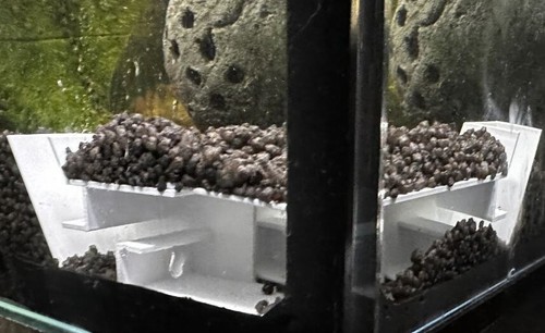 Garnelenhöhle ecke aquarium - ecke,