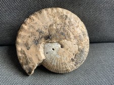 Trias Ammonoid Halorites Macer