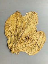 Virginia Gold Tabakblätter