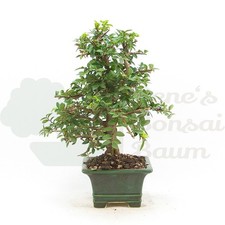 BONSAI Japanische Ulme 'Ulmus
