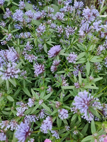 Blauer waldmeister asperula - blauer,