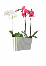 Orchideen Blumentopf