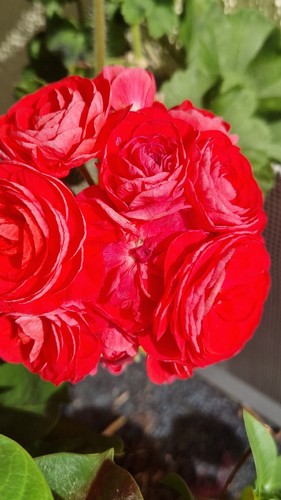 Pelargonie geranie röschen - pelargonie,