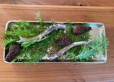 Abwurfstangen Geweih Rehbock