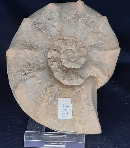 Ammonit ceratites evolutionus - ceratites,
