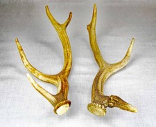 2 x Hirschgeweih Rehgeweih Abwurfstangen Geweih Jagdtrophäe