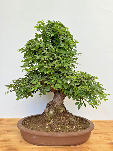 Bonsai japanische ulme - japanische,
