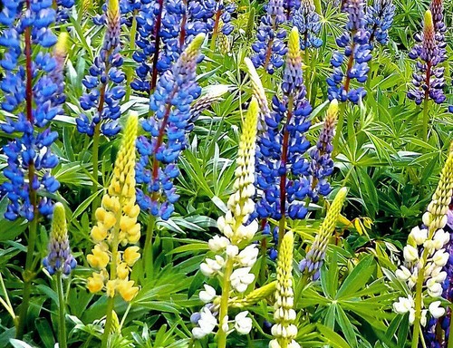 1000 samen lupine - samen, süßlupine