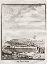 Pangolin Pholidota