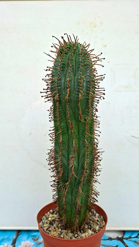 Euphorbia horrida 31cm - horrida, xl,