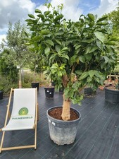 Citrus limon XXL Zitronenbaum