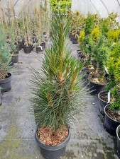 Pinus nigra "Green Tower"