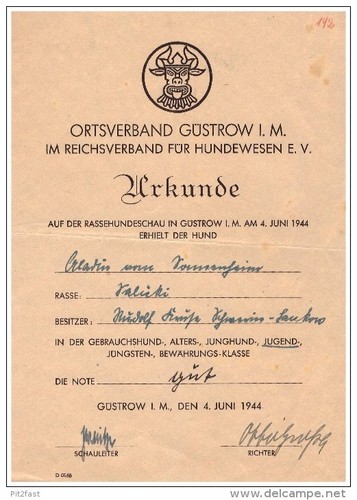 Urkunde güstrow 1944 saluki - urkunde,