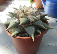 Ariocarpus retusus (furfuraceus?) 17 cm, WE own roots, sehr guter Zustand, HAAGE
