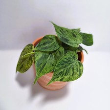 Philodendron hederaceum