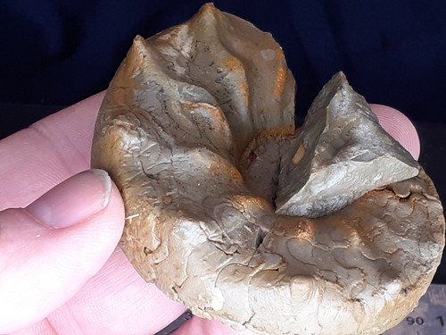 024 ammonit ceratites spinosus - 024,