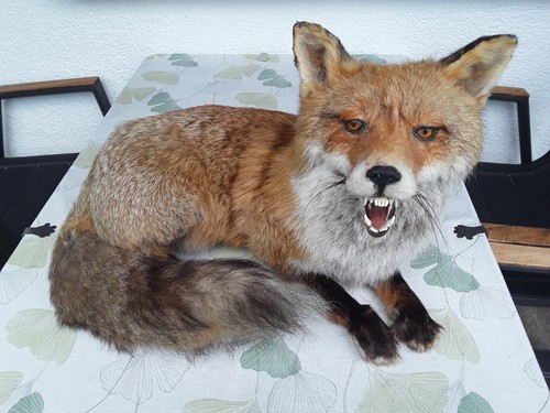 Präparat ausgestopft fuchs - präparat/, fuchs/