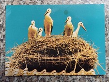 AK Storchendorf Rühstädt Storchennest Storch Jungstorch Ansichtskarte ungelaufen