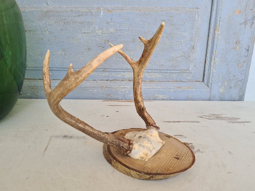Y6359 altes kleines hirsch - y6359,